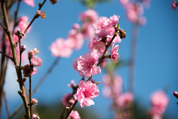 Thailand Sakura flower(pink flower) on branches of trees on blue sky background 