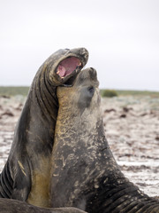  duel between two male South Elephant Seal, Mirounga leonina, Sea Lion Island, Falkland  - Malvinas