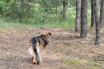 German Shepherd Dog in the forest walking