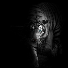 Tigers © Panthat Sitdatvirade