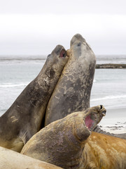  duel between two male South Elephant Seal, Mirounga leonina, Sea Lion Island, Falkland  - Malvinas
