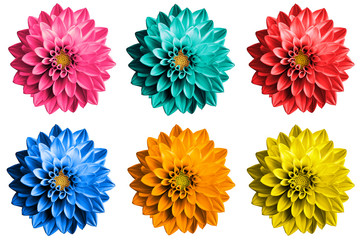 Pack of colored surreal dahlia flowers macro isolated on white - obrazy, fototapety, plakaty