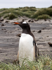  Gentoo penguin, Pygoscelis Papua, on the Sea Lion Island, Falkland / Malvinas