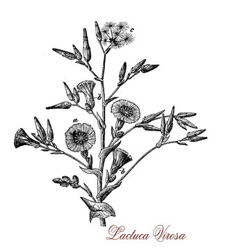Botanical XIX century engraving of Lactuca virosa or wild lettuce, plant of the lactuca genus used in the 19th century by physicians for its hypnotic and sedative effects