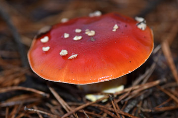 Poisonous toadstool in the forest in the Autumn. 