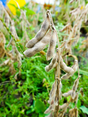 Closeup Ripe Soybeans Ready For Harvest