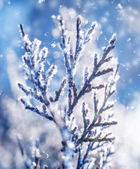Spruce branch in the snow. Beautiful background.