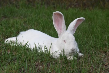 White Belgian giant rabbit  lie down on the grass