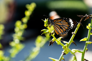 Fototapeta na wymiar Common tiger butterfly