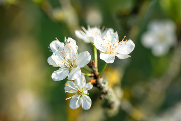 Springtime. Macro shot: Blossom of a cherry tree on a warm morning in spring.