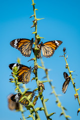 Common tiger butterfly