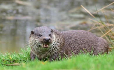 Otter