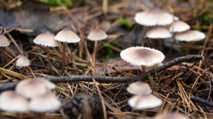Poisonous fungus mushrooms in the forest.