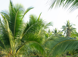 Fototapeta na wymiar Coconut palm trees, Morning coconut plantation in sunrise