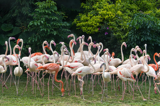 Flamingo birds standing
