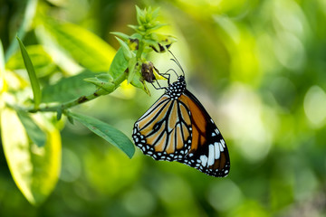 Common tiger butterfly