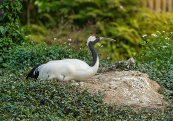 Red-Crowned crane