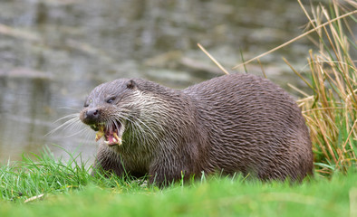 Otter