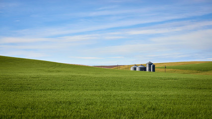 Farm Silos in Green Wheat Field