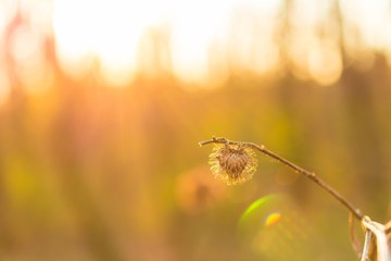 Dry thistle in the sunset in spring