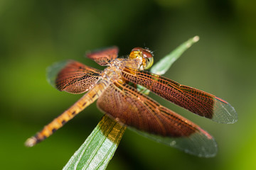 Beautiful brown dragonfly sitting on a blade of grass