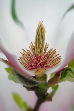 Bl&uuml;tenstempel der Magnolie - Hochformat
