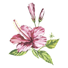 Watercolor vector isolated illustration of a pink hibiscus, tropical flower composition on a white background. EPS 10