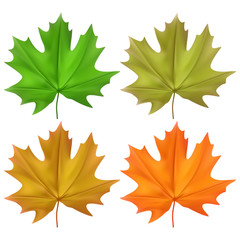 Vector illustration leaves