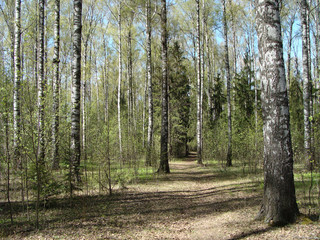 Birch Grove