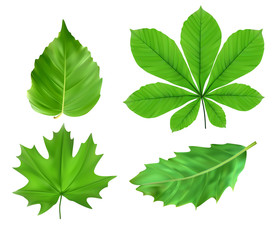 Vector illustration of  green leaves