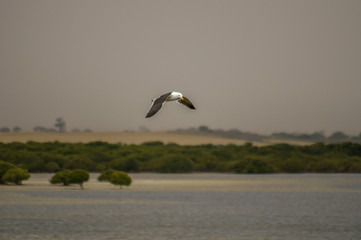 Isolated seagull  with soft focus Flinders Ranges background gliding through the air on a windy day
