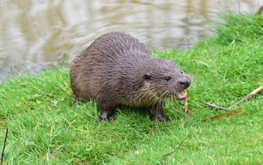 Otter on Riverbank