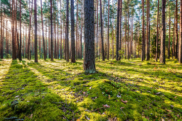 Sunrise in pine forest