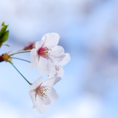 Fototapeta na wymiar 千鳥が淵の桜