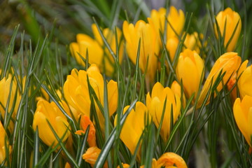 Many fresh yellow crocus flowers in spring 