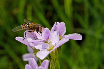 pollinisation fleurs syrphe