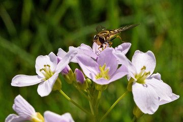pollinisation fleurs syrphe
