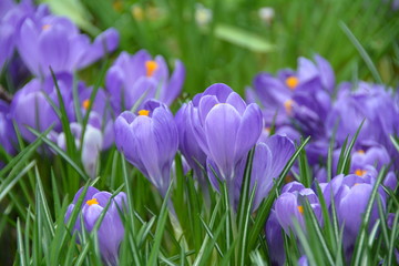 Blooming beautiful violet crocus flowers in spring 