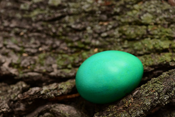 colorful green egg on bark. Happy Easter concept