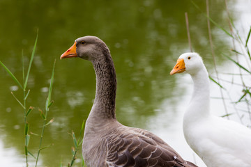 Geese