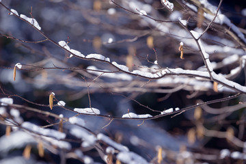 Winter branches covered with snow. Frozen bush branch in winter forest.