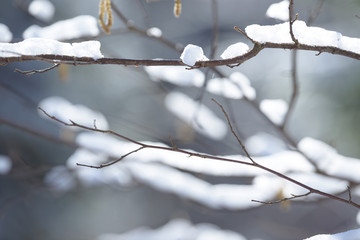 Winter branches covered with snow. Frozen bush branch in winter forest.