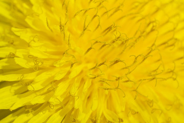 Obraz premium Dandelion flower in extreme close up. 