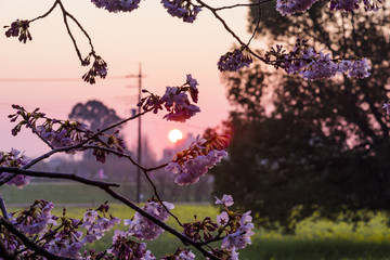 朝日と桜