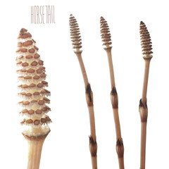fertile stems of common horsetail