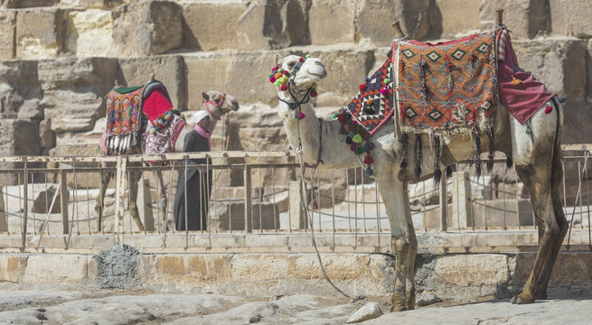 Egyptian Camel at Giza Pyramids background. Tourist attraction - horseback riding on a camel. Traditional ancient places in the desert of Egypt and tour on Africa.