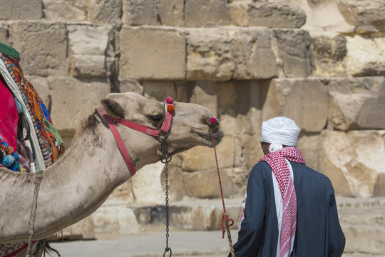 Egyptian Camel at Giza Pyramids background. Tourist attraction - horseback riding on a camel. Traditional ancient places in the desert of Egypt and tour on Africa.