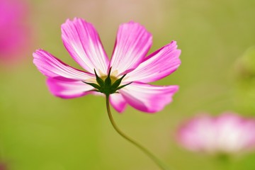 ピンクのコスモス