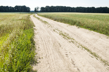 Fototapeta na wymiar dirt road among fields of buckwheat