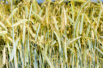 spikelets of wheat in the field